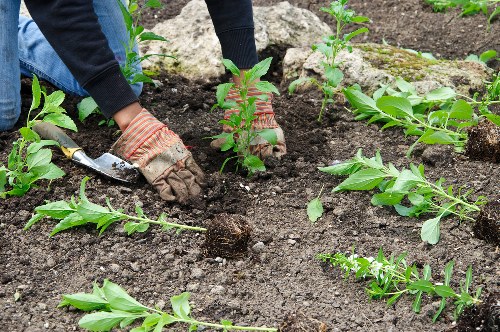 Recycled garden materials and compostable waste used in a sustainable landscape project